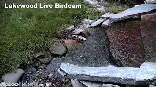 Live Bird Camera Fountain