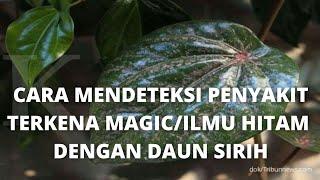 Cara mudah mengetahui orang terkena ilmu hitam dengan daun sirih