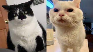 Try Not To Laugh  New Funny Cats Video  - MeowFunny Part 34