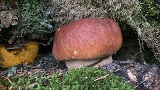 Boletus Edulis en el monte Fløyen en Bergen (Noruega) a 27 de agosto de 2024