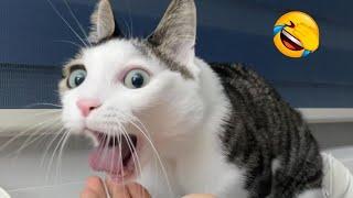 You Laugh You LoseFunniest Dogs and Cats 2024: My Cat's Reaction