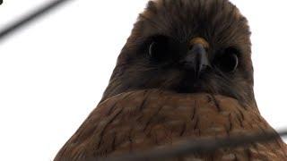 Robert Boyd Wildlife Vlog 72