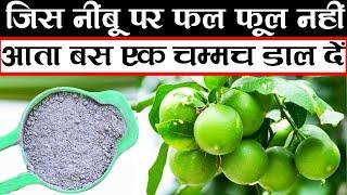 जिस नींबू पर फल फूल नहीं आता तो बस एक चम्मच डाल दें | Best lemon fertilizer for plants | Lemon Tree