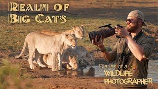 In the Realm of Big Cats: A Wildlife Photographers Safari Adventure in South Africa's Pilanesberg