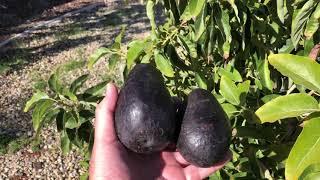 Last of the Sir Prize avocados and spring growing preview.