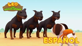 El Koala (Español) - Leo, El Explorador Episodio | Animación - Familia - Niños