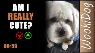 Am I Cute or Simply Pawsome?  Malshi Dogs Ultimate Cuteness Test! 