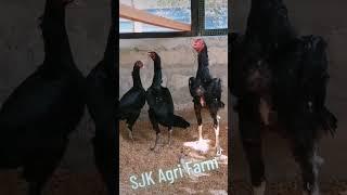 German Shamoo Rooster & Hen️ Show Post #SJKAgriFarmWhatsApp No0751752562