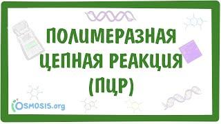 ПЦР - полимеразная цепная реакция и ПЦР с обратной транскрипцией