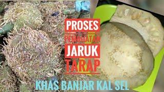 Proses pembuatan jaruk tarap ( fermentasi buah terap muda ) // khas Banjar Kal - Sel