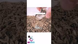 10000 Million worms  on foods #ar4u #ytshorts #viral #trending