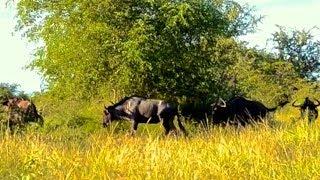 These Wildebeest Are Totally Lost And Confused :) - Latest Wildlife Sightings