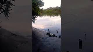 ikan apani teman #mancing #mancingmania #barumain