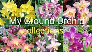 Ground Orchid varieties