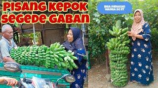 PISANG KEPOK SEGEDE GABAN, BELOM DIPANEN ROBOH DULUAN.