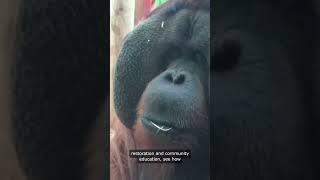 Gorilla Conservation Heroes #GorillaConservationHeroes ##GorillaConservation #GorillaHeroes