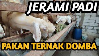 DOMBA LAHAP MAKAN JERAMI PADI ..!!! Memanfaatkan limbah pertanian untuk pakan ternak domba