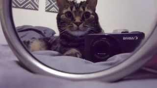 Selfie Cat!