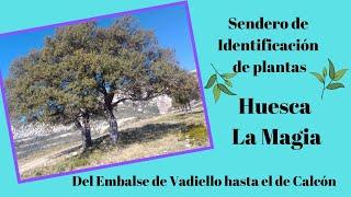 SENDERO IDENTIFICACIÓN DE PLANTAS. Huesca la Magia. De Vadiello hasta Calcón. Sierra de Guara.