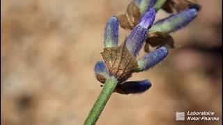 Lavandes : propriétés medicinales et distillation d'huiles essentielles