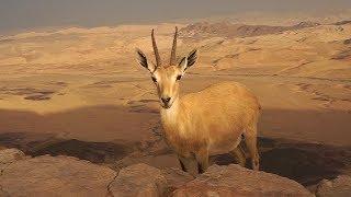 Ibex family in Mitzpe Ramon Cliff משפחת יעלים במצוק מכתש רמון