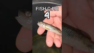 Fish CPR 4. They are NOT actually DEAD!  #shorts