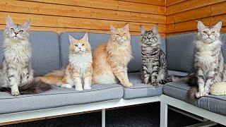 A Big and Skilful Maine Coon Family!