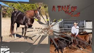 A Tale Of The Cat 2011 Cutting Horse Stallion by High Brow Cat