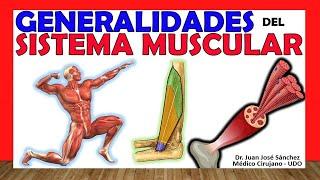  MUSCLE SYSTEM. Classification, Types and Generalities.