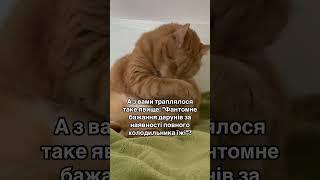 КІТ ЧІПС ТА ДЕРУНИ                  #cat #приколы #catlover #funny #cute #котик #funnycats #юмор