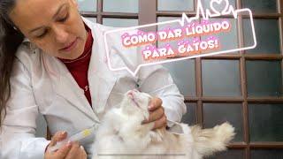 Como dar remédio/medicamento líquido para gatos - nível fácil e médio   + 