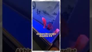 SEUMUR HIIDUP BARU TAU IKAN TIDUR KEK GINI | #shorts