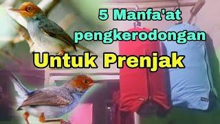 5 Manfa'at pengkerodongan untuk prenjak kepala merah