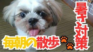 【犬の暑さ対策】夏の散歩は危険!!シーズー福ちゃん１歳4ヶ月