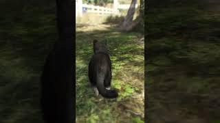 SECRET LOCATIONS IN GTA V #shorts #gtav
