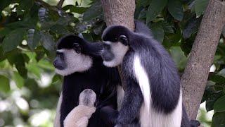 The Black and White Colobus Monkey or Mantled Guereza