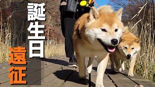 誕生日恒例の遠征で、誰よりも楽しむ兄柴犬と赤ちゃん返りする１歳児