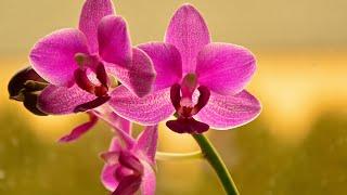 PHALAENOPSIS ORCHID WATERING | ORCHID CARE CONDITIONS