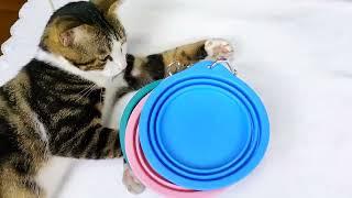 Portable silicone Collapsible Dog Bowl