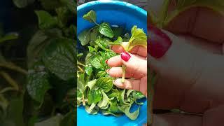 Черенкую гортензию летом #гортензии #метельчатаягортензия #дача #цветы #сад