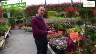 TOP 5 PLANTS for your Garden