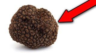 I found the most expensive mushroom in the world - truffle hunting