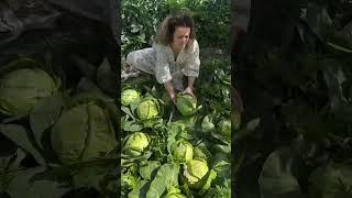Цветная капуста и обычная уродились в этом году #garden #gardenlife #дача #огород #shorts