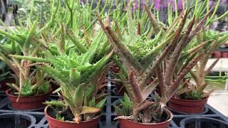 Aloe juvenna Brandham 多肉植物圖鑑 翡翠殿