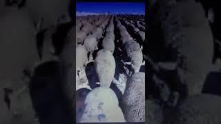 Стадо баранов.