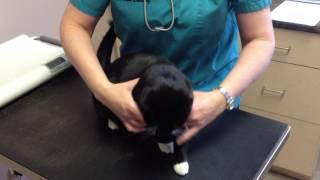 Veterinarian at Cambridge Cat Hospital Performs Exam