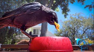 Crow Cam: Hot Lunch