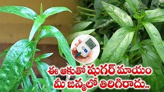 Control Diabetes Naturally in Telugu || Nela Vemu Plant Uses || SumanTV Women Health & Beauty