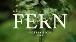 My Fern Collection Part 1