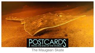 The Maugean Skate